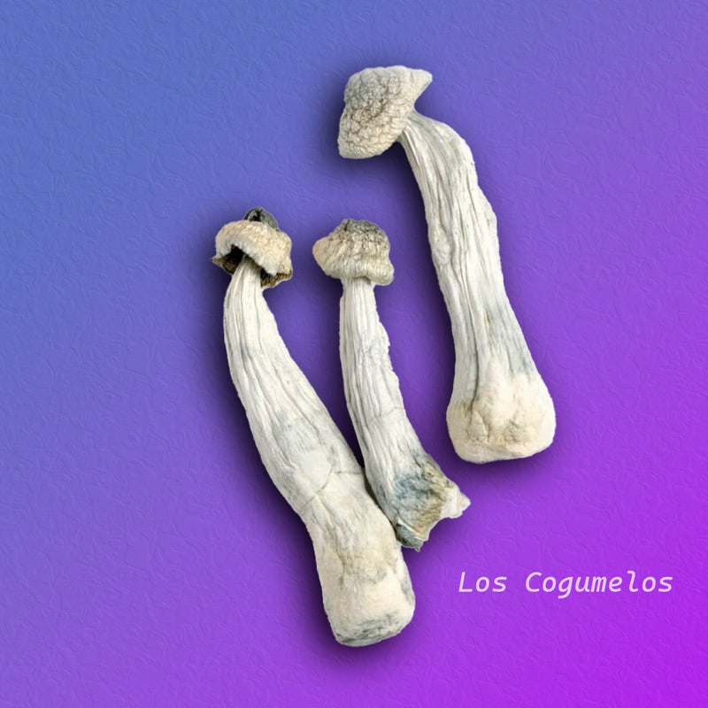 P. Envy Albino - P. Cubensis - Cogumelo Desidratado