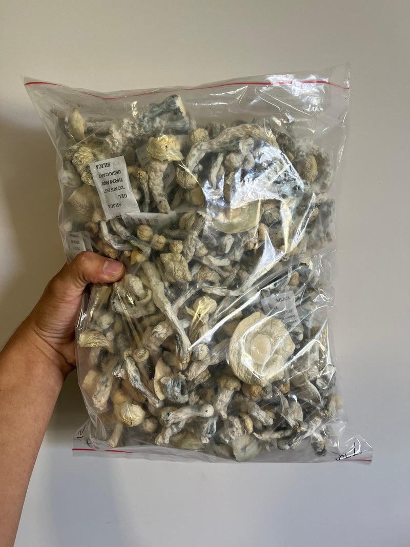 P. Envy Albino - P. Cubensis - Cogumelo Desidratado