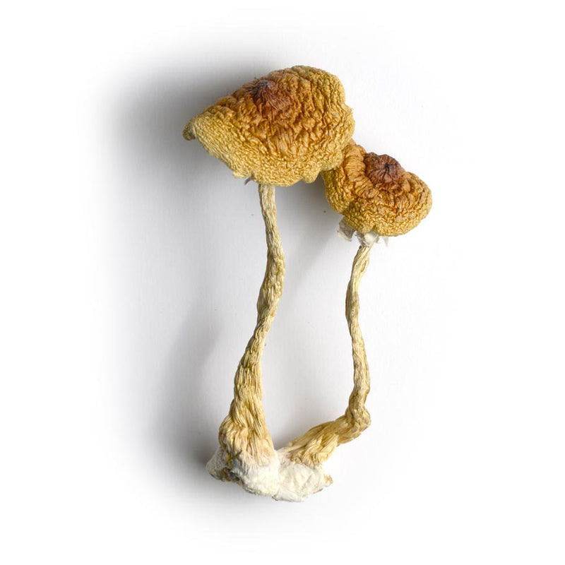 Cambodian - P. Cubensis -  Cogumelo Desidratado