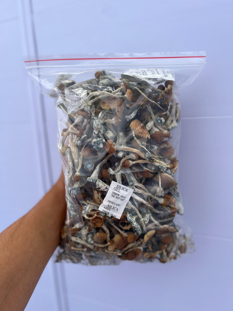 Golden Teacher - P. Cubensis -  Cogumelo Desidratado