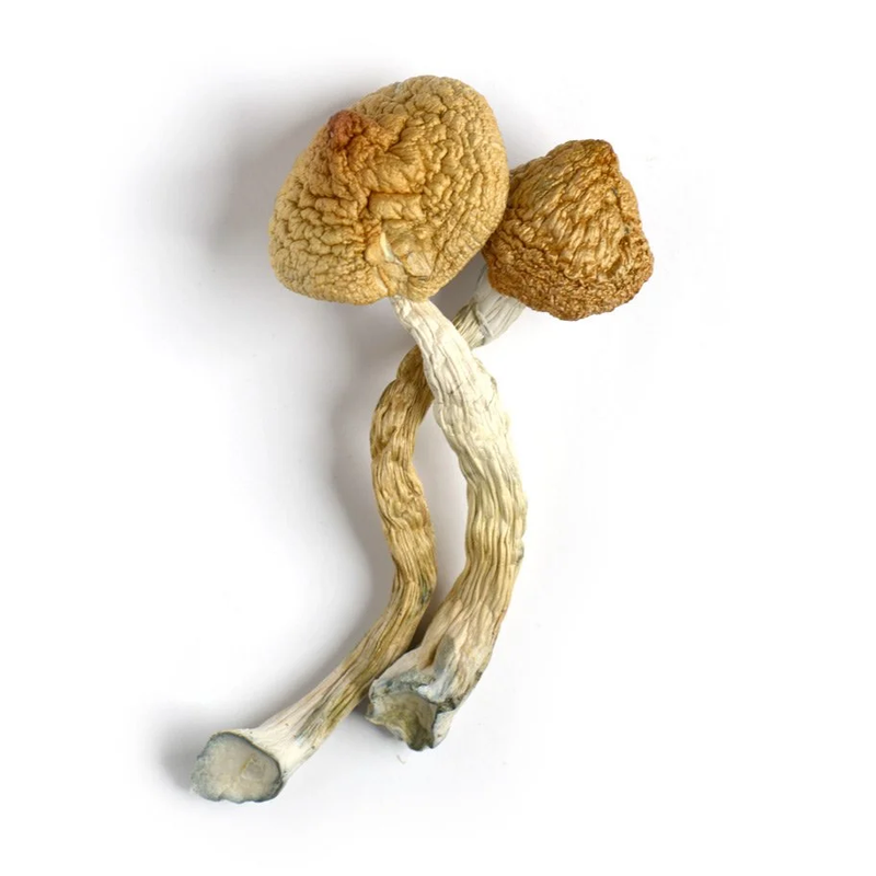 Golden Teacher - P. Cubensis -  Cogumelo Desidratado