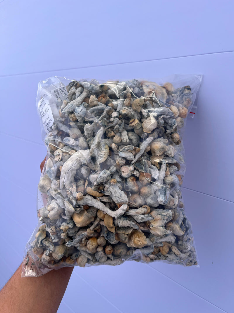 Shakti - P. Cubensis - Cogumelo Desidratado