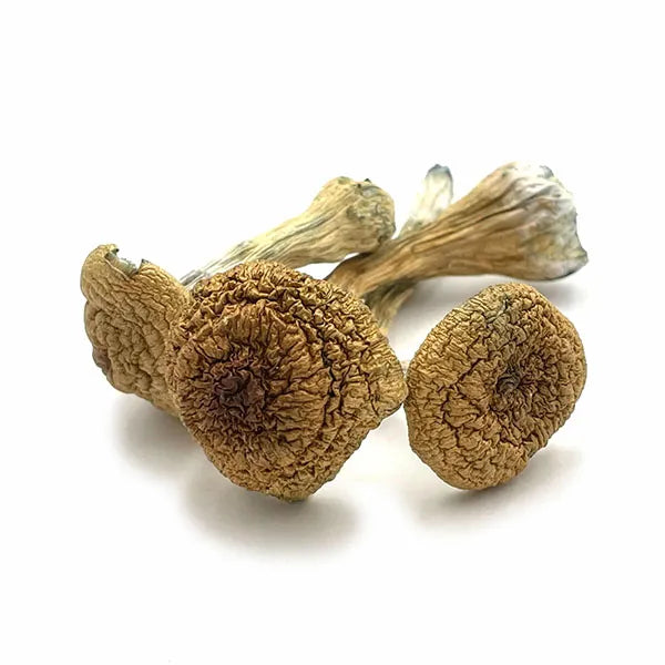 Thai Pink Buffalo - P. Cubensis -  Cogumelo Desidratado