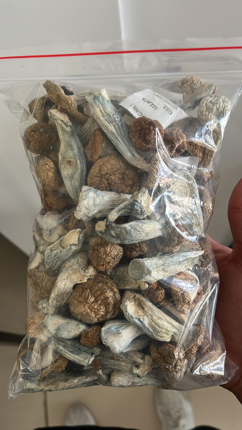 P. Envy 07 - P. Cubensis - Cogumelo Desidratado