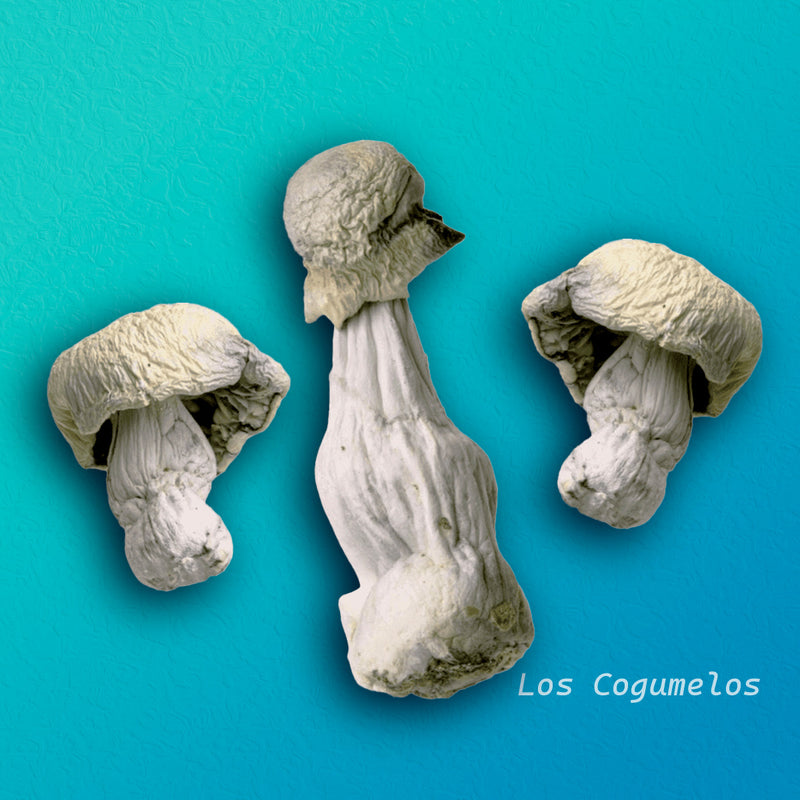 Shakti - P. Cubensis - Cogumelo Desidratado